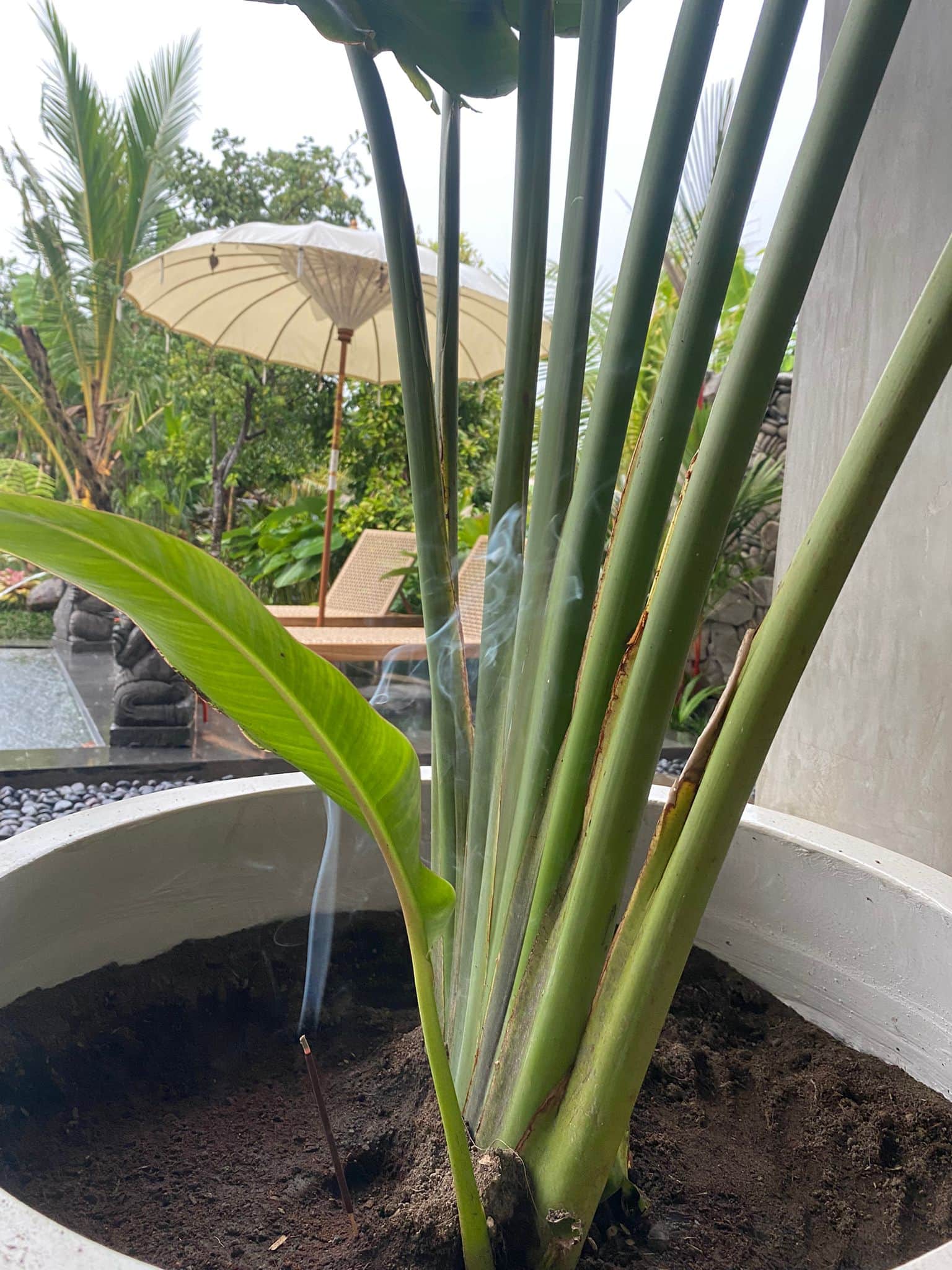 Villa MAHA - 3 BDR Poolvilla mit Reisfeldblick 5
