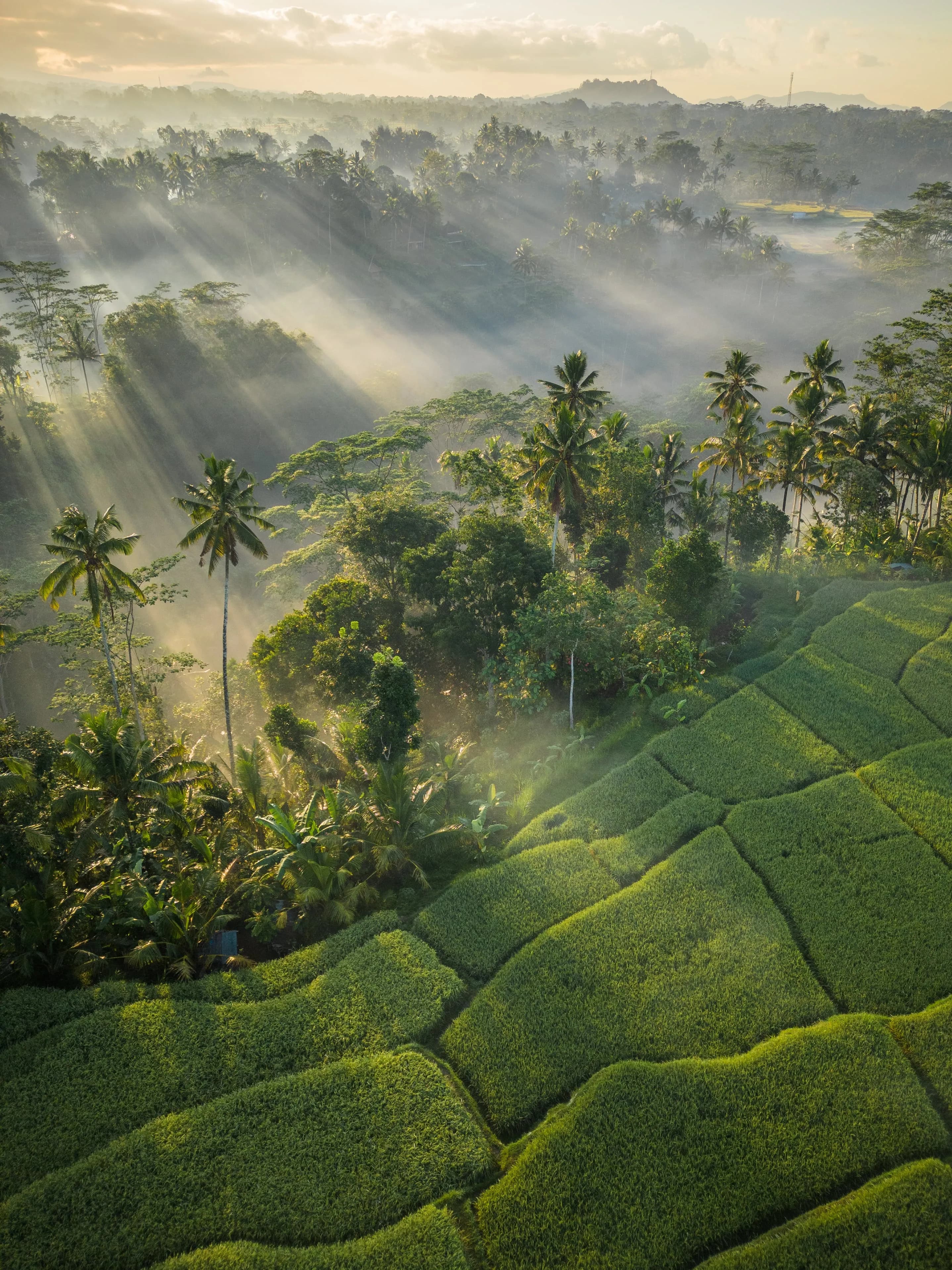 Bambootel (Sawah View) 29